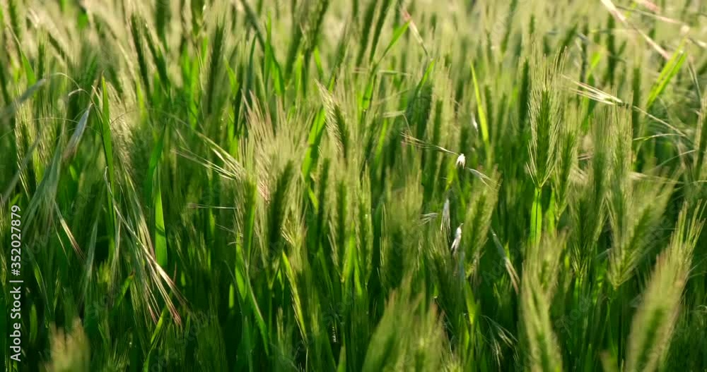 Nature background. Beautiful wild field with high green grass swaying on wind. Spikelets of ripening cereal weed grass are fluttering in the wind. Slow motion, Macro, Close up Nature background. Beautiful wild field with high green grass swaying on wind. Spikelets of ripening cereal weed grass are fluttering in the wind. Slow motion, Macro, Close up