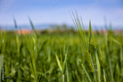 Spring cereals by the river Little Danube