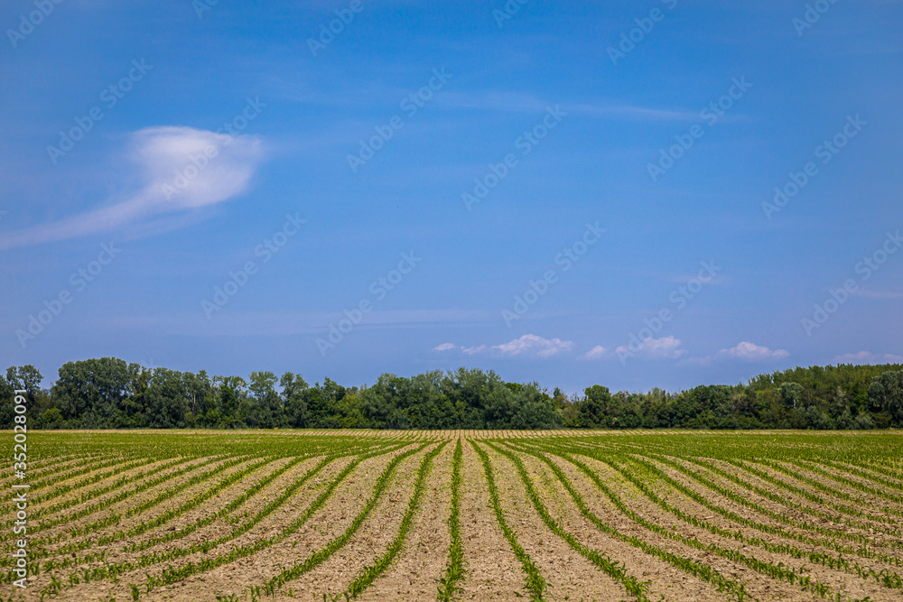 Spring field by the river Little Danube