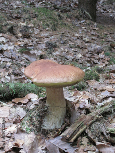  edible mushrooms in a forest in the countryside in the Czech Republic