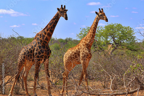 Photography Wildlife, South Africa