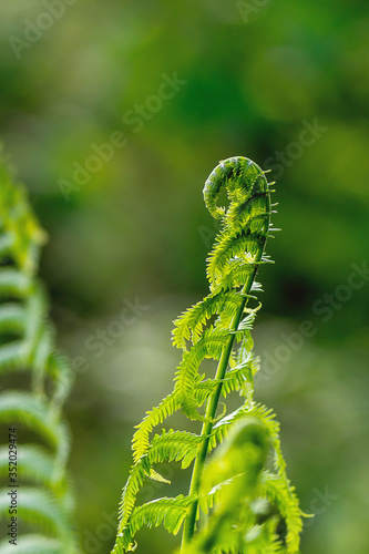 Macro photo of Fiddlehead fern