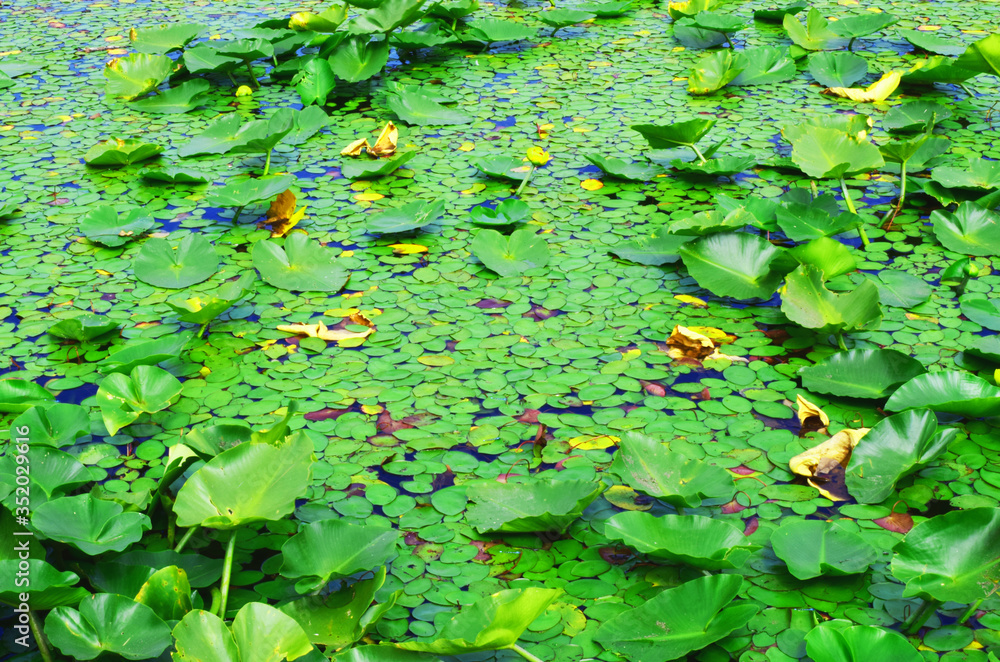 American White Water Lilies pattern American White Water Lilies pattern