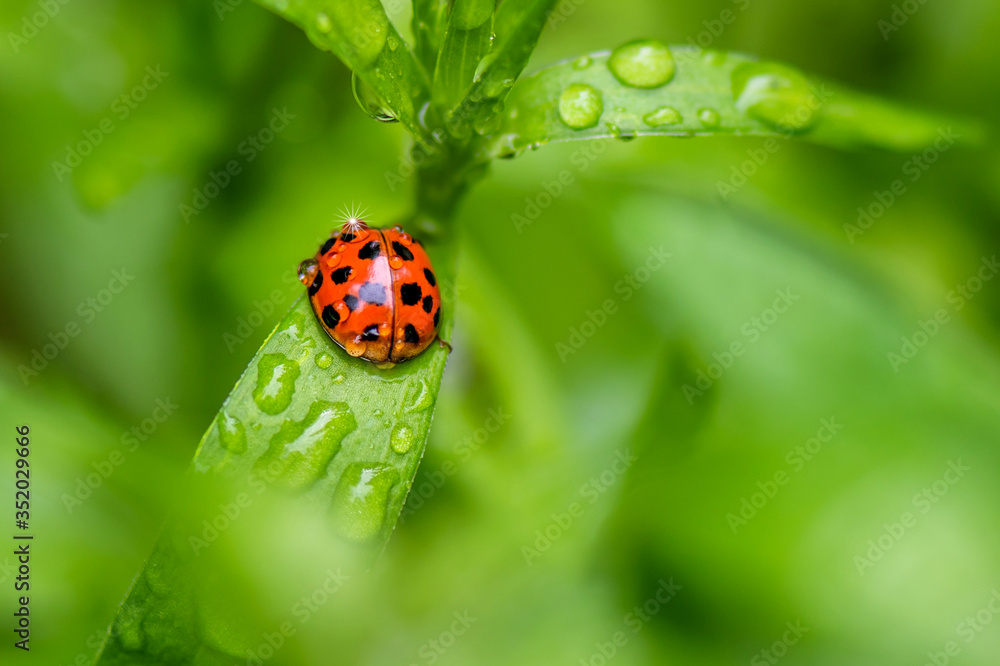 Fototapeta premium Macro photo of a ladybug on flower leafs on a raining day