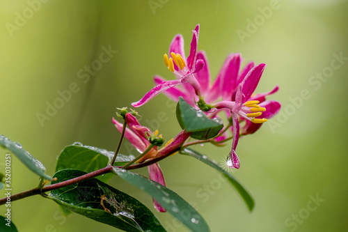 Macro  closeup images of pink honeysuckle