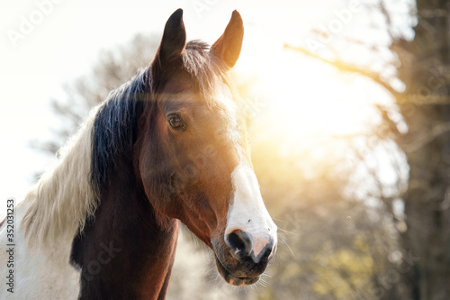 Portrait of a horse looking at the camera at sunset © Cristina