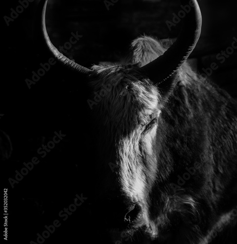 Foto Beautiful close-up picture of a yak staring out int the dark