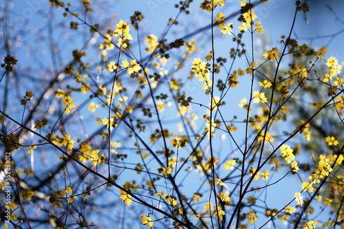 Small yellow leaves coming out on the trees during the spring season in Ontario, Canada. 