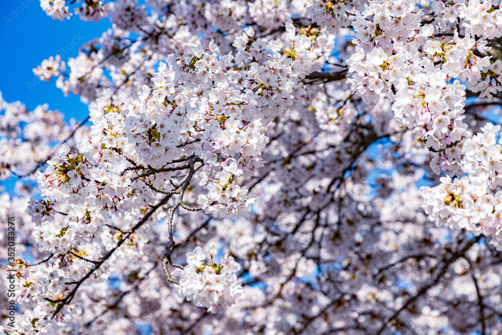 Pink sakura flower, Cherry blossom tree in park. Pink sakura flower, Cherry blossom tree in park.