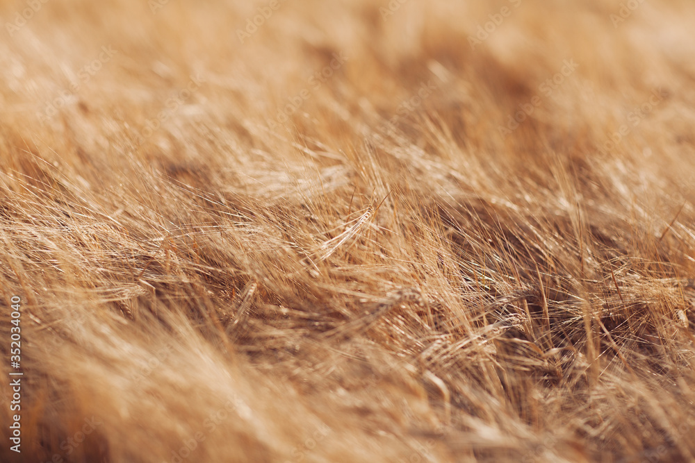 Fototapeta golden wheat field