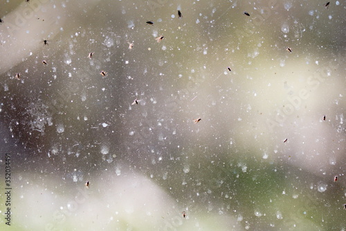 Black flies crawling on a dirty window. Spring pests in Ontario, Canada. © Erika Norris