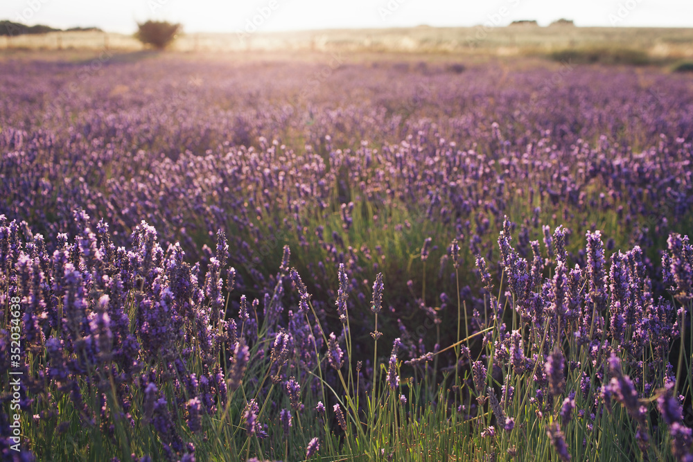 Fototapeta premium lavender field at sunset