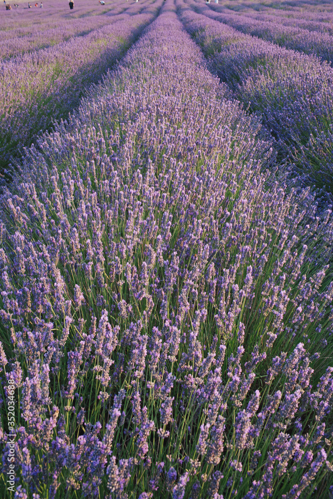 Fototapeta premium field of lavender