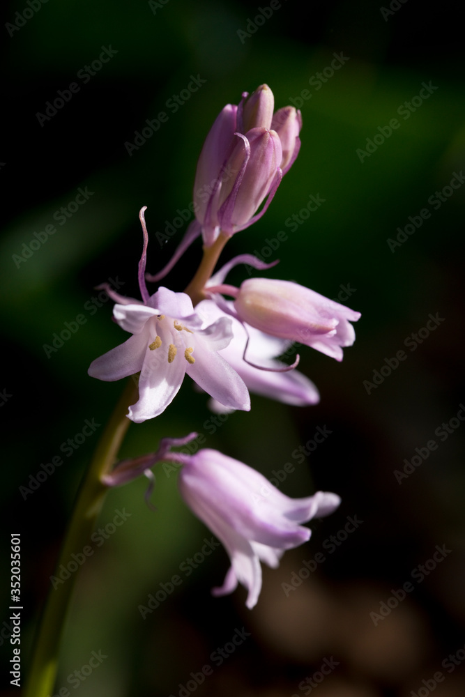 Pink Bluebells in flower in a garden, United Kingdom Pink Bluebells in flower in a garden, United Kingdom