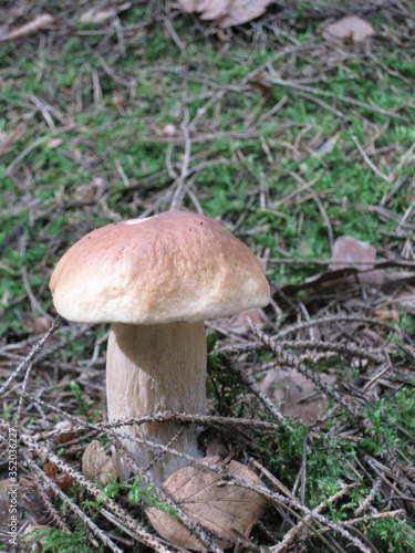  edible mushrooms in a forest in the countryside in the Czech Republic