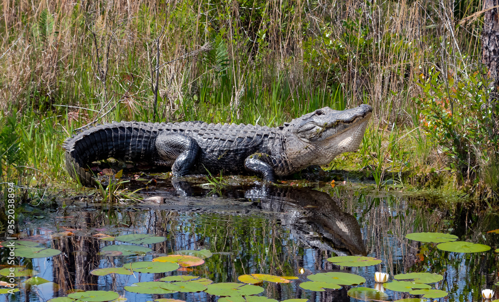 Naklejka premium Large American alligator bellowing mating call at canal in Okefenokee wildlife refuge in Georgia.