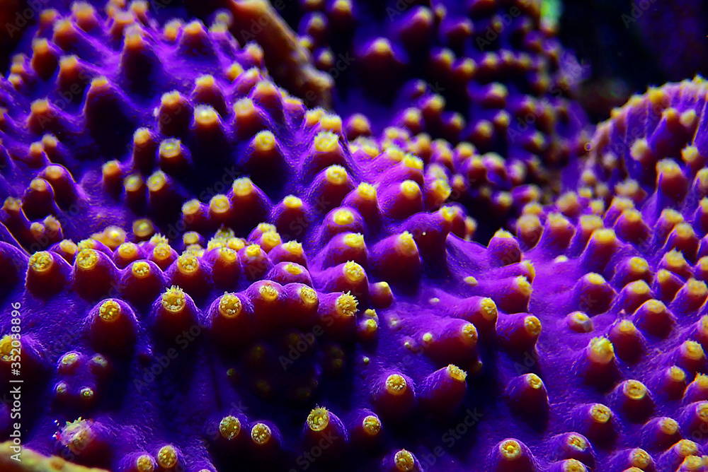 Lakers Scroll Coral - Turbinaria sp. Lakers Scroll Coral - Turbinaria sp.