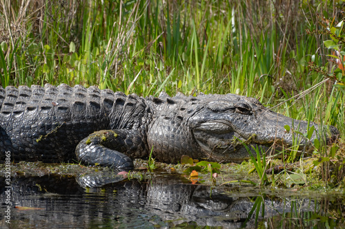 Gigantic American Alligator basking on canal at Okefenokee Wildlife Sanctuary in Georgia. 