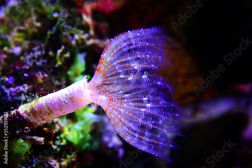 White tiny tube worm in macro scene in marine reef aquaium photo