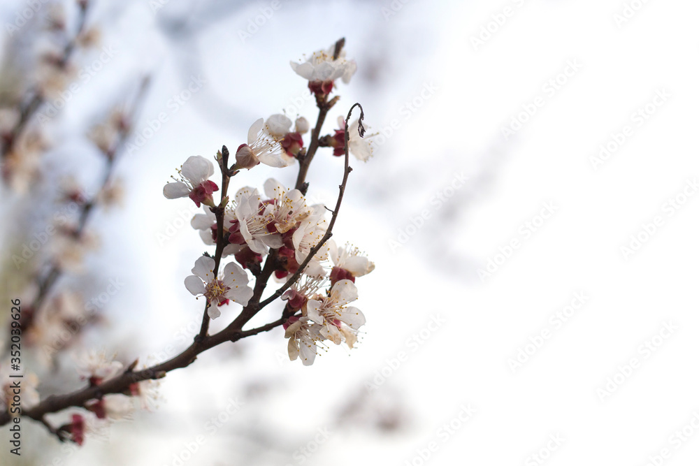 Flowering cherry branch on the sky background. Cherry blossom on a branch Flowering cherry branch on the sky background. Cherry blossom on a branch