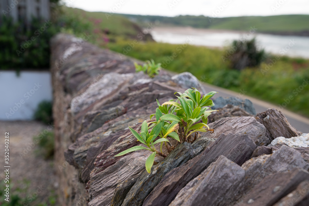 Traditional Weathered Slate Wall in Devon going into the distance with moss, lichen and a small plant growing in a crack Traditional Weathered Slate Wall in Devon going into the distance with moss, lichen and a small plant growing in a crack