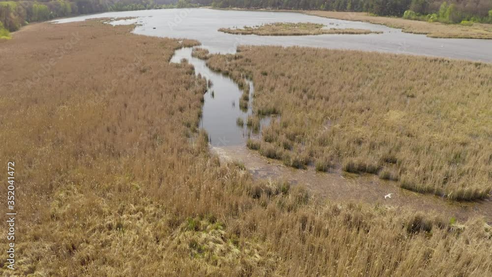 birds fly and nest in reeds. lake in spring is a migratory zone for birds and their reproduction - Aerial Flight birds fly and nest in reeds. lake in spring is a migratory zone for birds and their reproduction - Aerial Flight