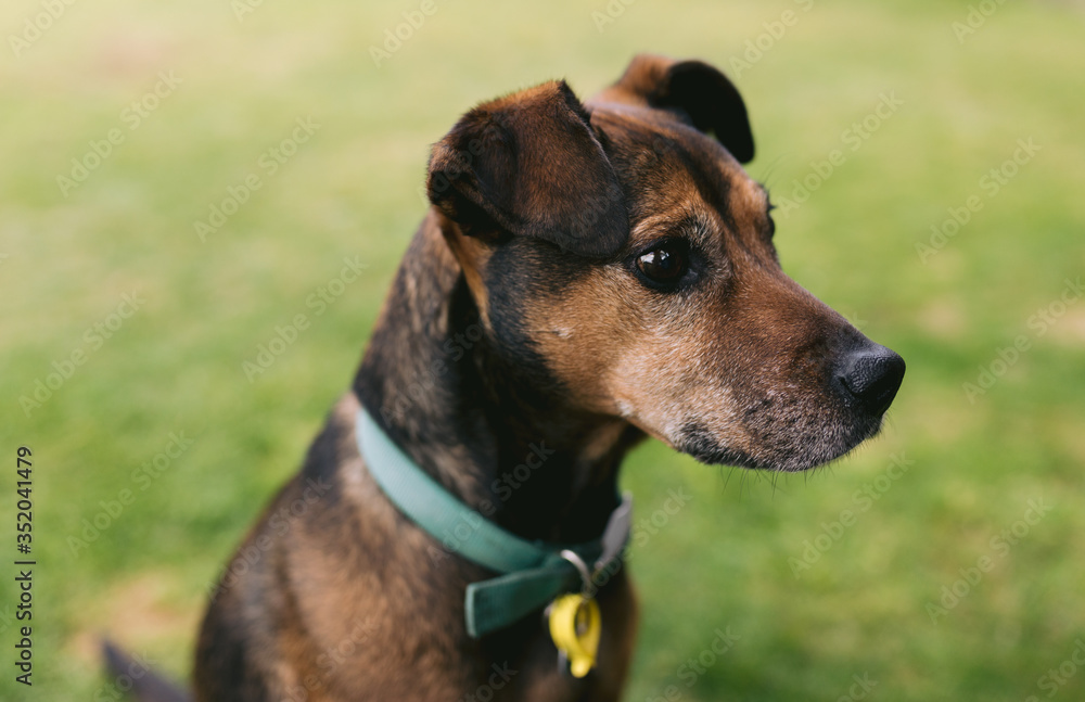 Emotional Dog Looking into Distance waiting for Owner