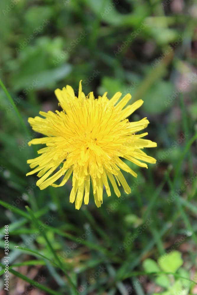 Dandelion flower blooming in early spring lawn Dandelion flower blooming in early spring lawn