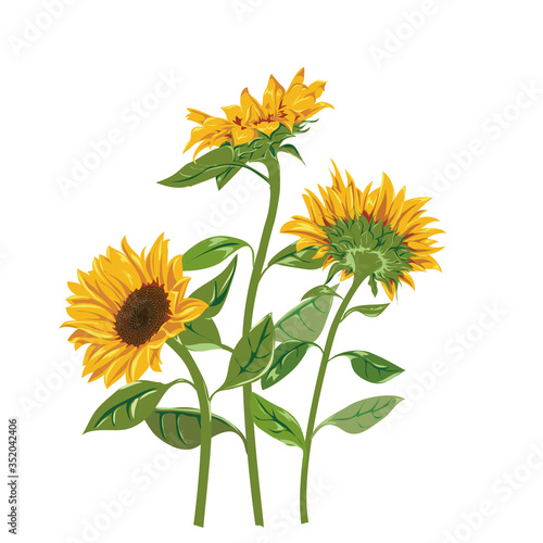 Vector Sunflowers isolated with transparent background