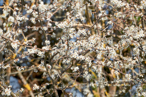 Prunus spinosa in bloom during a sunny spring day