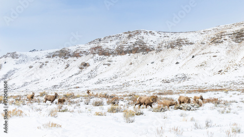 Rams crossing the snow covered Teton mountains 
