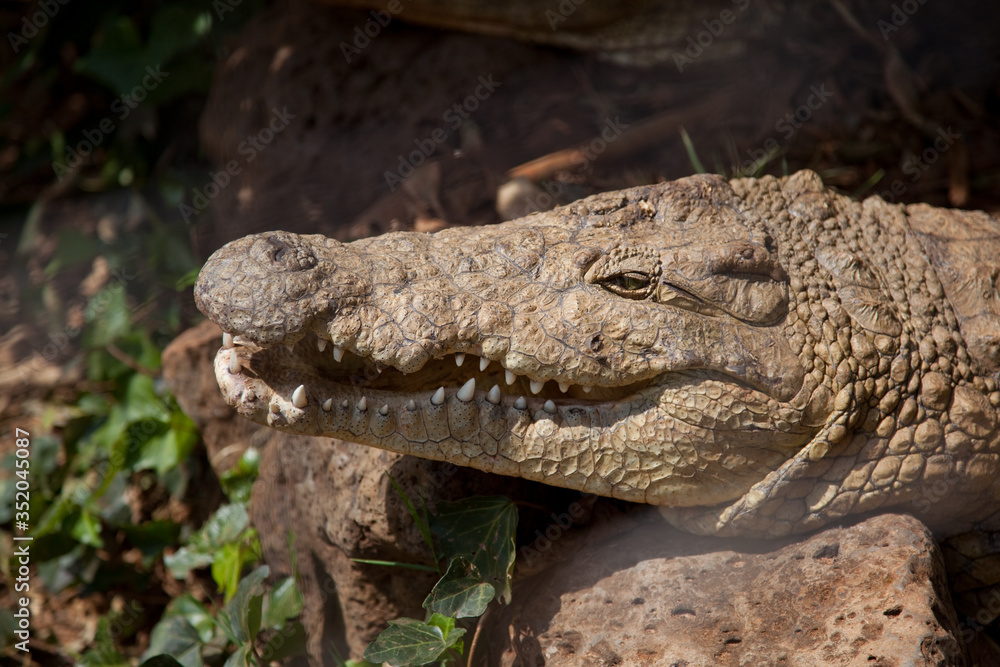 Fototapeta premium crocodile in the zoo