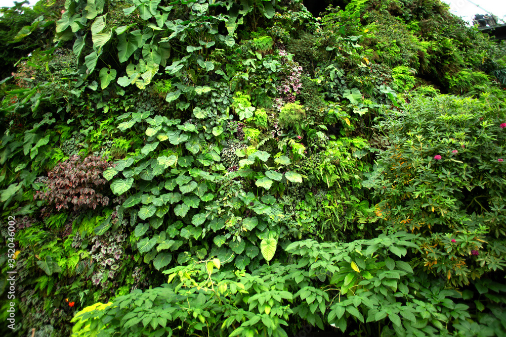 Green tropical garden with varieties of different plants Green tropical garden with varieties of different plants