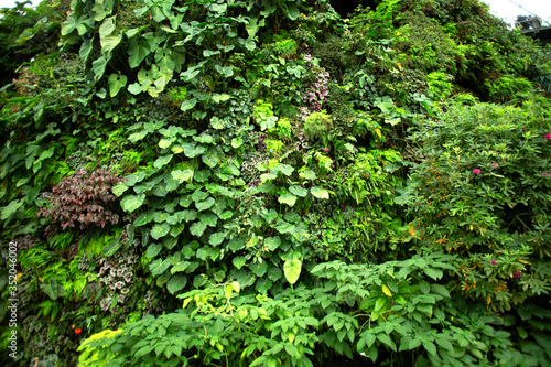 Green tropical garden with varieties of different plants