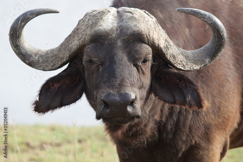 close up portrait of buffalo