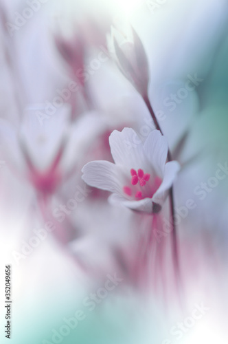 Beautiful Nature Background.Floral Art Design.Abstract Macro Photography.White Flower.Pastel Flowers.White Background.Creative Artistic Wallpaper.Wedding Invitation.Celebration,love.Close up.