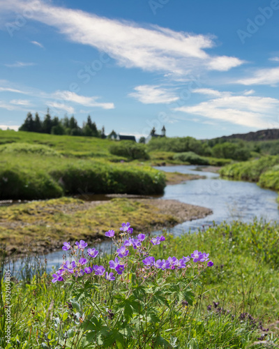 Purple wild flowers in focus in the foreground, with a winding river and lush, green landscaping blurred in the background of a countryside, with room for copy.