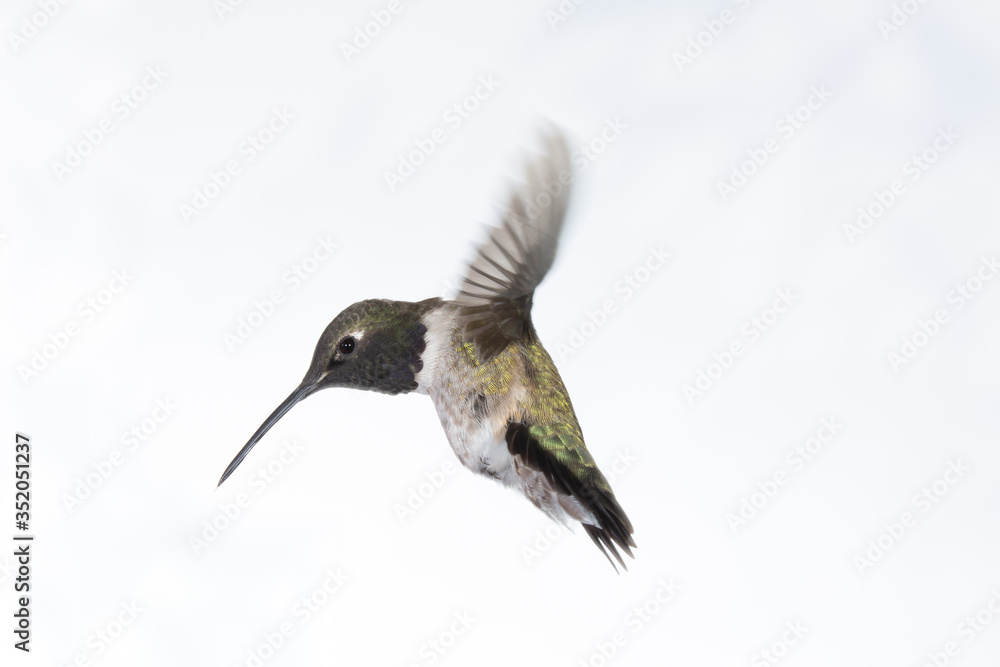 A male black chinned hummingbird in flight with wings back on a white background A male black chinned hummingbird in flight with wings back on a white background