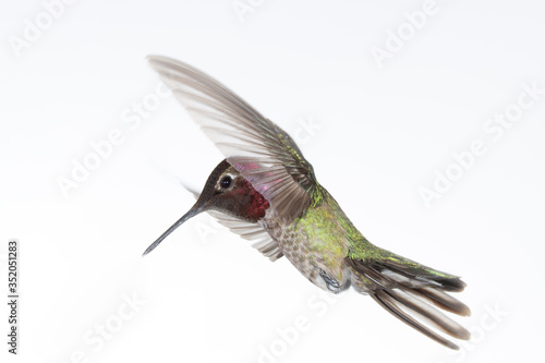 An Anna's hummingbird hovers in front of a white background with it's wings in a vertical position photo