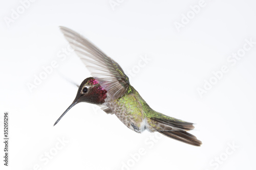 An Anna's hummingbird in flight with wings forward on a white background.