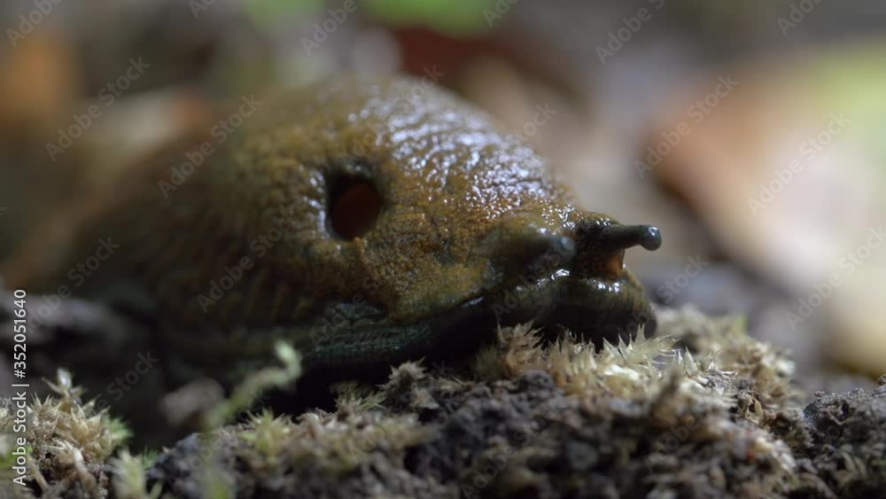 Close-up lockdown shot of slug on tiny plants in forest - Steigerwald, Germany Close-up lockdown shot of slug on tiny plants in forest - Steigerwald, Germany