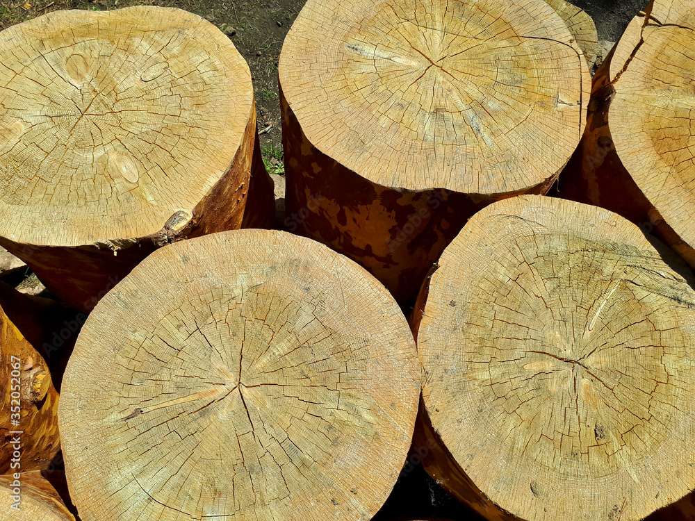 Naklejka premium Warm brown texture of cut wood. Lots of small stumps. Detailed texture of a cut tree trunk or stump. Rough organic tree rings