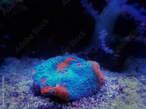 Miami Hurricane Chalice coral isolated in reef aquarium tank photo