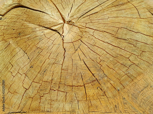 Warm brown texture of cut wood. Detailed texture of a felled tree trunk or stump. Rough organic tree rings with a close - up of the end grain
