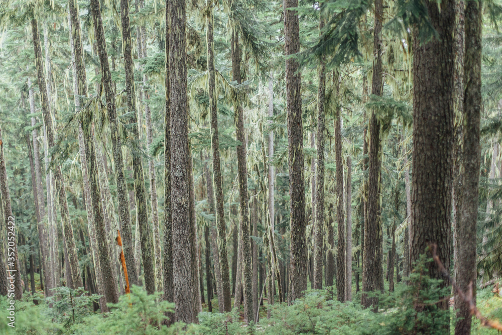 Fototapeta premium Wonderful Vivid nature scenery. Fantastic views of the turquoise alpine lake, Trees and majestic mountains, under sunlight. Amazing nature mountain landscape. beautiful background for design and post