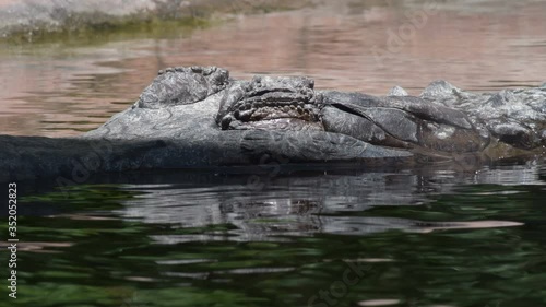 False gharial or Tomistoma opening her eye in the river - Tomistoma schlegelii photo