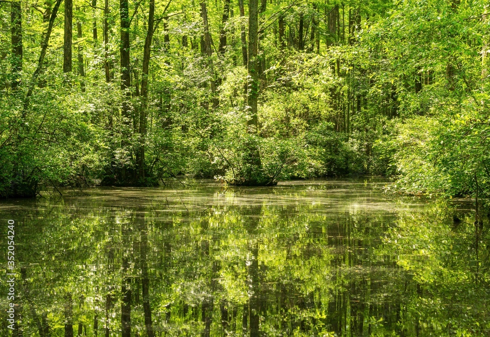 Sunlight REflected in a Millpond With Many Cypress Trees. Sunlight REflected in a Millpond With Many Cypress Trees.