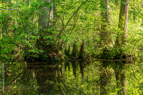 Fototapeta Naklejka Na Ścianę i Meble -  A Cypress Swamp with Cypress Knees and Trees Reflected in the Pond.
