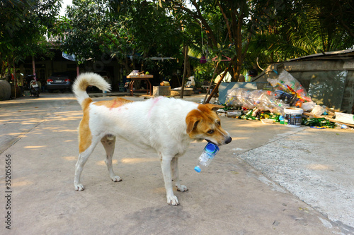 Photography White and brown dogs biting water bottles
