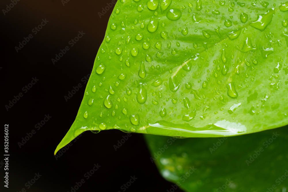Fototapeta premium close up picture of rain drop on the green plant leaves. nuture concept